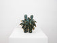 Dinky Devin - Blue Pine